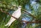 White Tern or Fairy Tern Gygis alba at Cousin Island, Seychelles, Indian Ocean, Africa