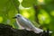 White Tern Gygis alba