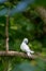 White Tern Gygis alba