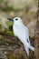 White Tern (Gygis alba) sitting on egg