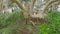 White tern nesting on a low branch on Lord Howe Island