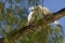 White terns in tree