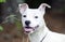 White terrier pitbull mixed breed dog