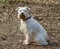 White terrier sitting on fallen leaves