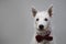 White terrier sitting in studio in red bow tie
