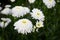 White terry chamomile on the flower bed