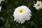 White terry chamomile on the flower bed