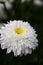 White terry chamomile on the flower bed