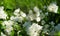 White terry jasmine flowers Philadelphus coronarius sweet mock-orange in bloom. Flowering English dogwood wild