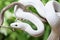 White Texas rat snake on a wooden branch