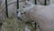 White Texel sheep eating hay at animal exhibition - close up