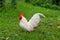 A white Thai Bantam rooster.