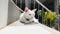 A white Thai cat with a black head lounges on the stairs