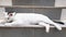 A white Thai cat with a black head lounges on the stairs of the house.