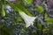 White thorn apple Datura inoxia beautiful flower. Trumpet shaped flower of hallucinogen plant Devil`s Trumpet, also called