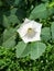 White thorn apple flower