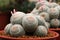 White thorn cactus with pink flower on red pot at cactus farm or call mammillaria humboldtii - Tropical Plant backdrop and beautif