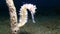 White Thorny seahorse Hippocampus histrix on the sand in Lembeh strait