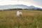 White thoroughbred dog on background of mountains
