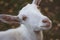 White thoroughbred goatÐ¼