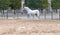 A white thoroughbred horse stands on the sand.
