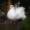 White thoroughbred sitting pigeon