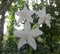 This is white three ochid flowers in the tree