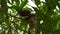 White throat fantail bird  feeding baby in nest under mango tree