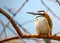 White-throated Bee-eater (Merops albicollis) spotted outdoors