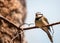 White-throated Bee-eater (Merops albicollis) spotted outdoors