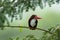 White throated or breasted kingfisher bird portrait in natural green background during monsoon season at keoladeo national park