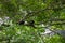 White-throated capuchins monkeys in Costa Rica