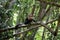 White-throated capuchins monkeys in Costa Rica