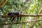 White-throated capuchins monkeys in Costa Rica