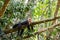 White-throated capuchins monkeys in Costa Rica