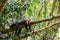 White-throated capuchins monkeys in Costa Rica