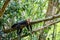 White-throated capuchins monkeys in Costa Rica