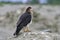 White-throated Caracara, Phalcoboenus albogularis, standing on the ground