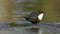 White-throated dipper