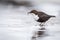 White-throated dipper with catch of the day