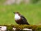 The White-throated Dipper (Cinclus cinclus),