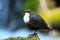 White-Throated Dipper, Germany