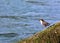 White-throated dipper on moss rock