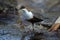 white-throated dipper in the natural habitat, germany