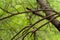 White throated fantail in her nest during breeding season in monsoon at keoladeo national park or bharatpur bird sanctuary india