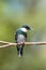 WHITE-THROATED HUMMINGBIRD ON A PERCH