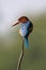 White throated kingfisher