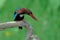 The white-throated kingfisher