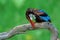 The white-throated kingfisher