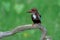 The white-throated kingfisher